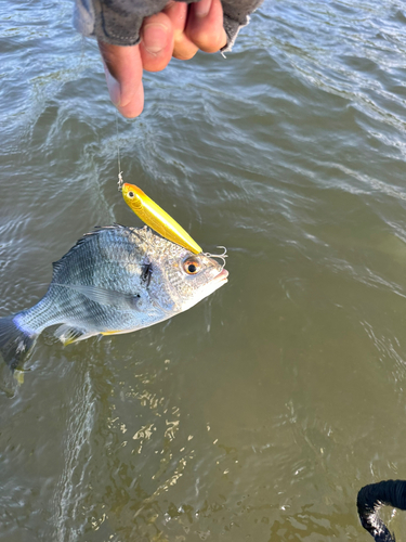 キビレの釣果