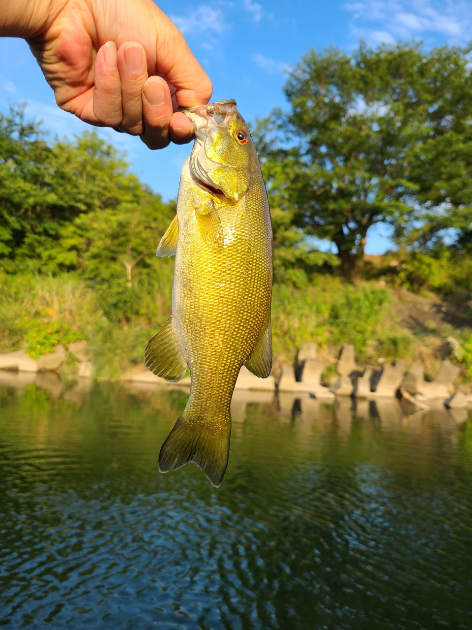 スモールマウスバス