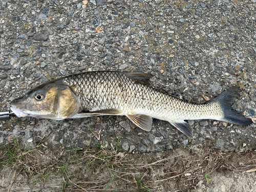 ニゴイの釣果