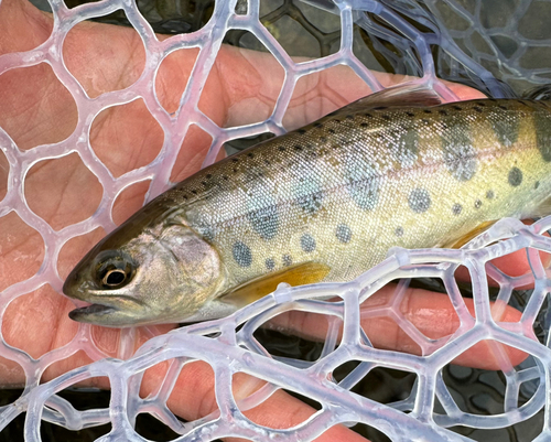 ヤマメの釣果