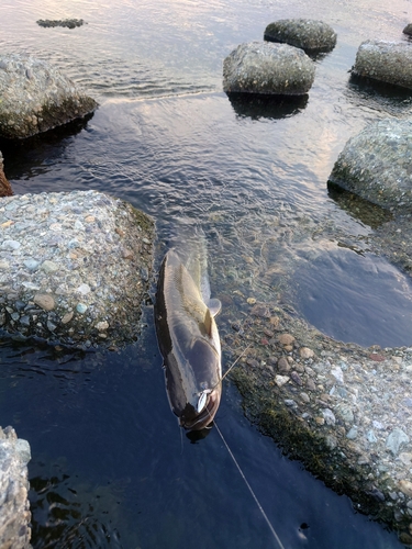 ナマズの釣果