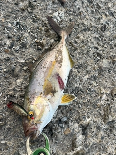 ショゴの釣果