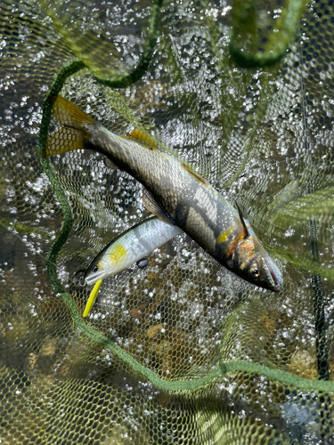 アユの釣果