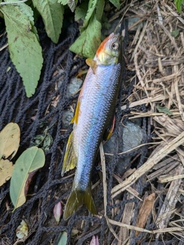 カワムツの釣果