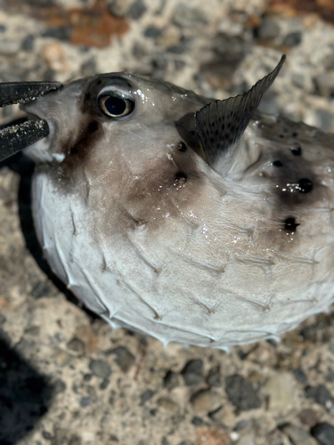 イシガキフグの釣果