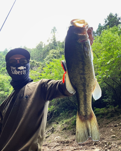 ブラックバスの釣果