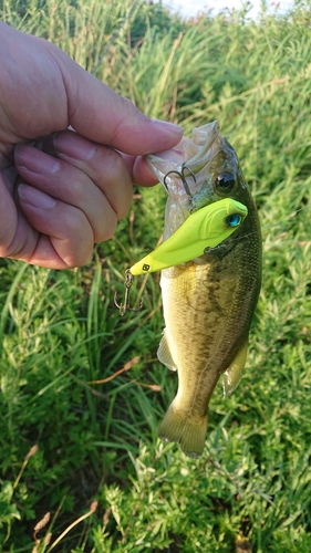 ブラックバスの釣果