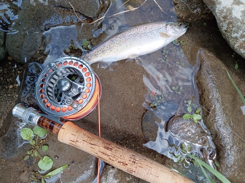 ニジマスの釣果