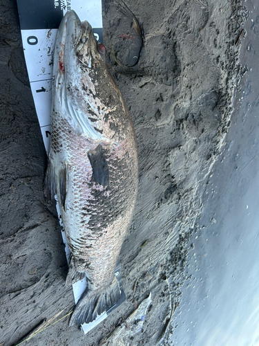 鹿児島県で釣れたアカメの釣り・釣果情報 - アングラーズ | 釣果600万件の魚釣り情報サイト