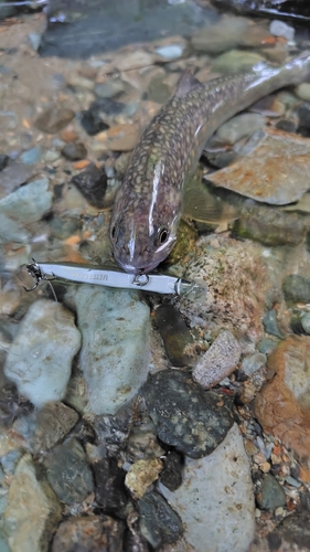 イワナの釣果