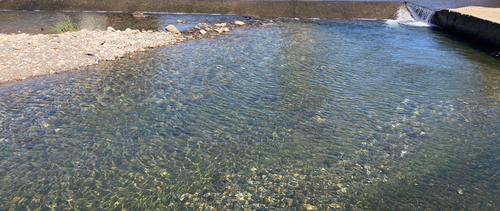 アユの釣果