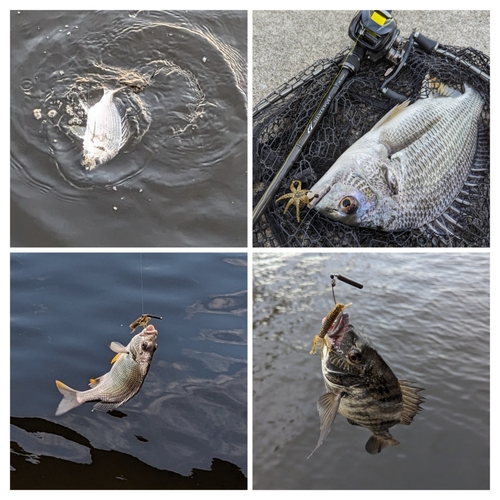 クロダイの釣果