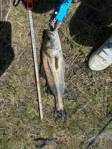 フッコ（マルスズキ）の釣果