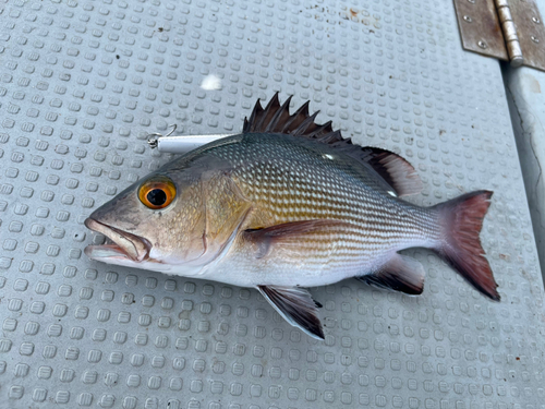 ゴマフエダイの釣果