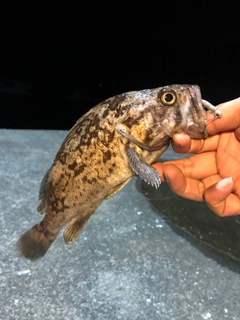 クロソイの釣果