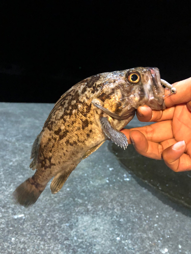 クロソイの釣果