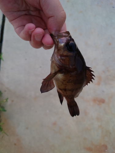 メバルの釣果