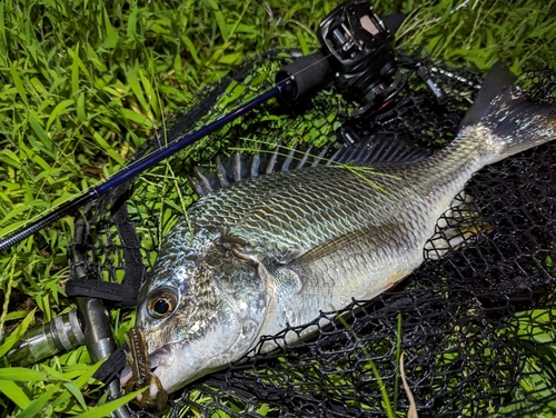 キビレの釣果