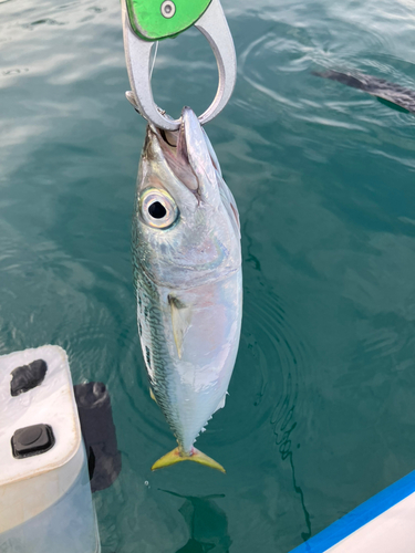 サバの釣果