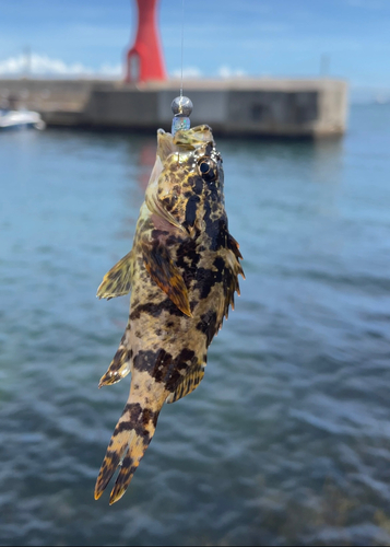 タケノコメバルの釣果