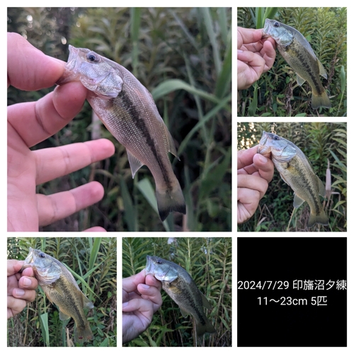 ブラックバスの釣果