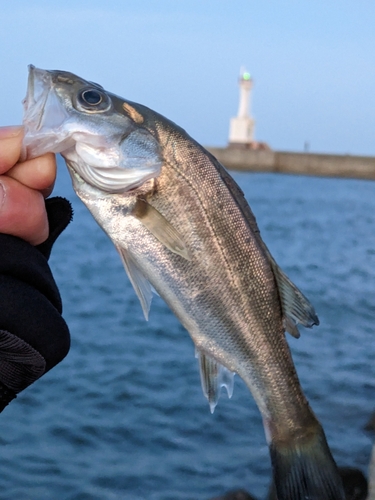 セイゴ（マルスズキ）の釣果