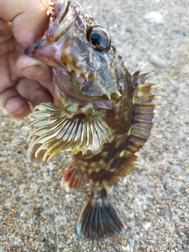 ガシラの釣果