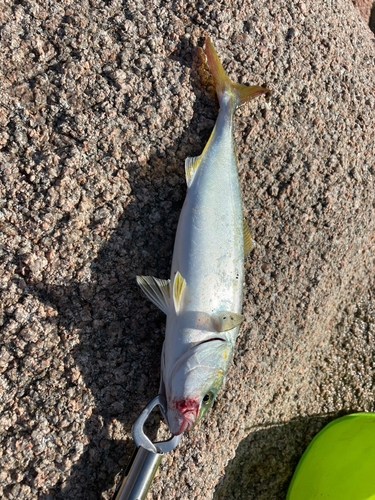 ワカシの釣果