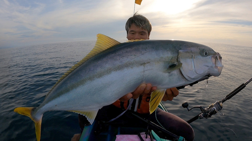 ヒラマサの釣果