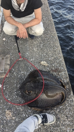 アカエイの釣果