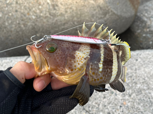 アオハタの釣果