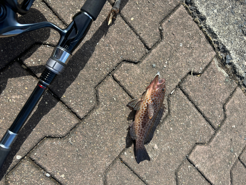 オオモンハタの釣果