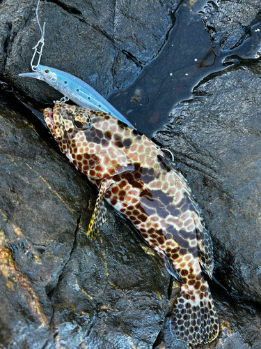 イシミーバイの釣果