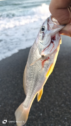 ニベの釣果