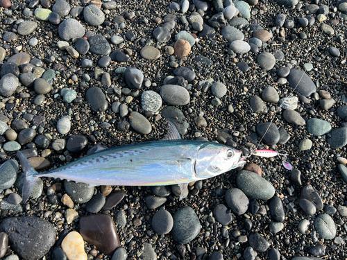 ソウダガツオの釣果