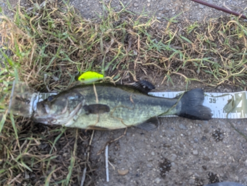 ブラックバスの釣果