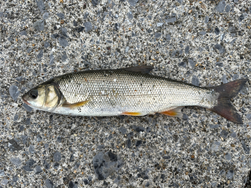 ウグイの釣果