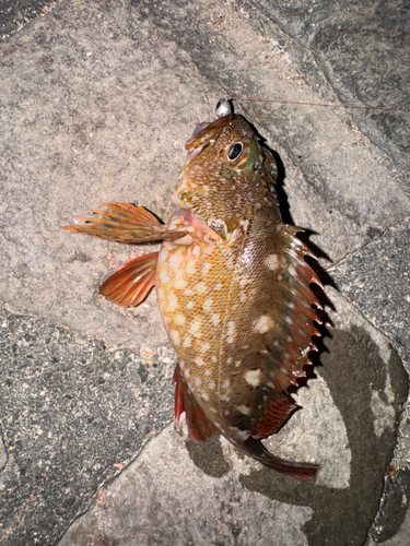 カサゴの釣果