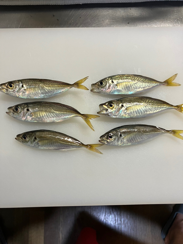 アジの釣果