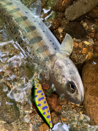 ヤマメの釣果