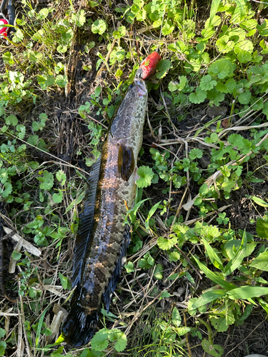 カムルチーの釣果