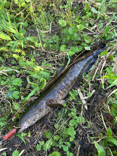 カムルチーの釣果