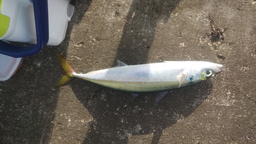 ムロアジの釣果