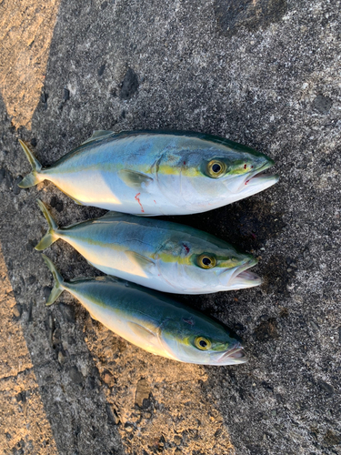 ツバスの釣果