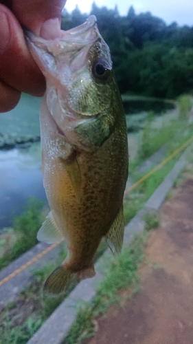 ラージマウスバスの釣果