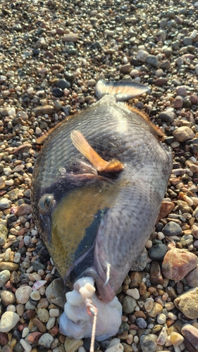 ゴマモンガラの釣果