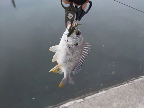 キビレの釣果