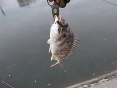 キビレの釣果