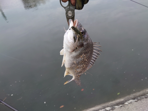 キビレの釣果