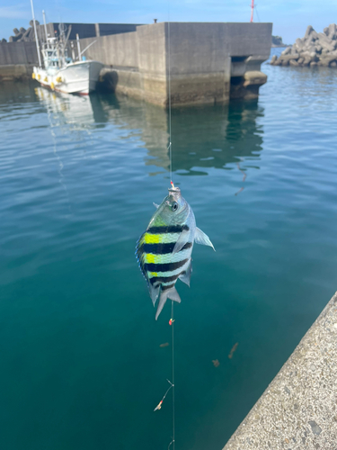 オヤビッチャの釣果